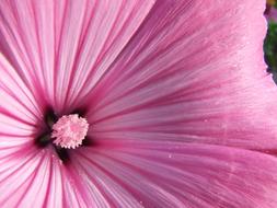 Mallow Pink Flower macro