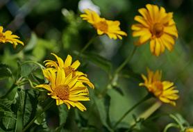 SÅoneczniczek Rough Flowers Yellow
