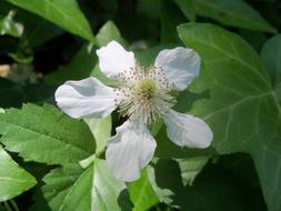 White flower of blackberry over leaves, Rubus