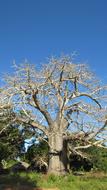 Baobab Flying Africa Blue