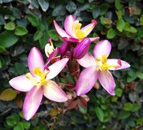 Beautiful, purple, white and yellow ground orchid flowers, among the colorful leaves, in Dharwad, India