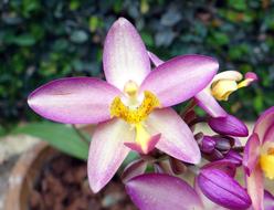 purple white earth orchid, dharwad, india