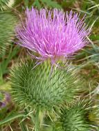 Thistle Flower Wild close-up
