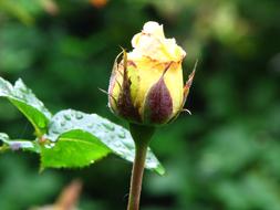 closed yellow rose bud in the garden