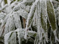 Bamboo Frozen Garden