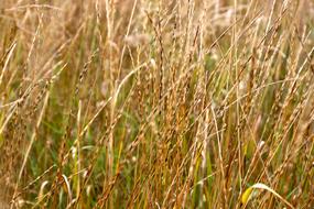 Grass Weeds Extended macro