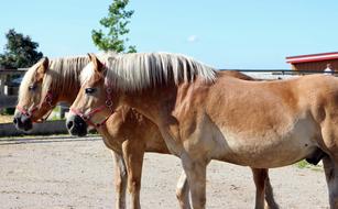 Horses Haflinger Together