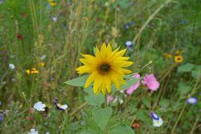 yellow Sunflower Garden