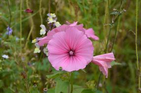 Close-up of the beautiful, pink vetch flowers, among the other colorful flowers