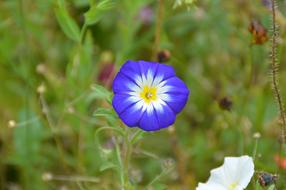 Close-up of the beautiful, blue, white and yellow vetch flower, among the other colorful flowers
