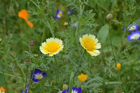 Crown Marigold Flowers Garden