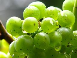 Grapes Vine Wine