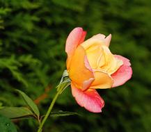 Close-up of the beautiful, blossoming, orange, red, pink and yellow rose flower on the stem, with leaves