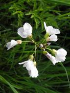 Cuckoo Grass flowers