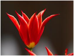 Lily-flowered tulip, Red Flower at blur background