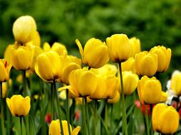 yellow tulips in the garden on a blurred background close-up