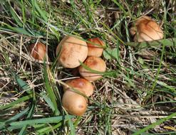 Mushrooms Boletes Fungi Granule -