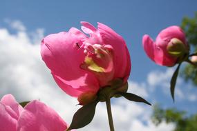 Peony Flower and Ant on a sunny day