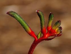 Close-up of the beautiful red and green kangaroo paw flower in Australia