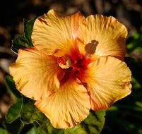 Hibiscus Flower Orange close-up on blurred background