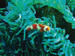 Underwater Diving Clown Fish