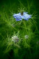 blue flowers with buds in green grass close-up in a blurred background