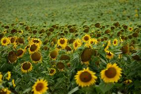 Sunflower Field