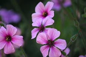 Beautiful, blooming, pink and purple geranium flowers