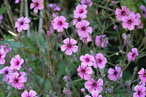 blooming purple geranium