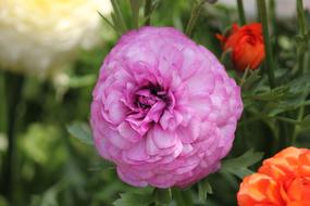 Ranunculus, lush purple Flower