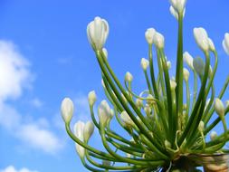 Flower Agapanthus White blue sky