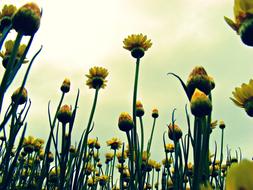 Paper Daisies Flowers Daisy Yellow