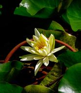 beautiful white Waterlily among leaves