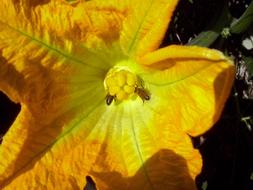 Pumpkin Blossom orange
