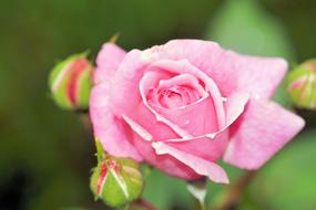 Rose Pink geen garden Flower