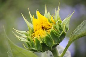 Close-up of the beautiful, blooming, yellow and green sunflower, on the stem, with leaves