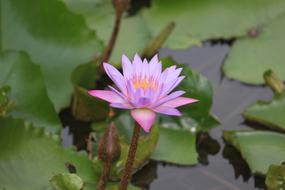 Close-up of the beautiful, violet, pink, orange and yellow lotus flower with green leaves on the water