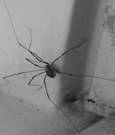 Spider Lockespindel Arachnids