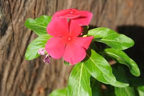 Red Flower Of The Field