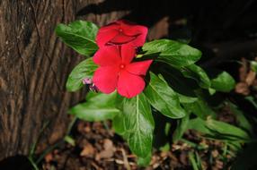 Red Flower Of The Field Leaves