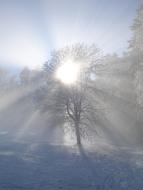 Winter Sun backlighting