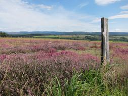 Cevennes Lande Wild