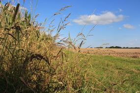 Field Arable Grass