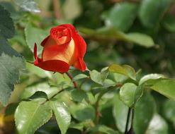 Rose, Red and yellow half open flower on shrub