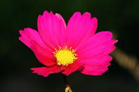 red-purple bud on a dark background