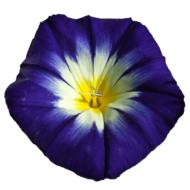 purple buttercup bud on white background