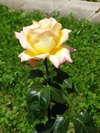 light pastel rose in the garden on a sunny day