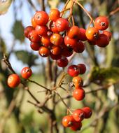 Swedish Whitebeam Berry