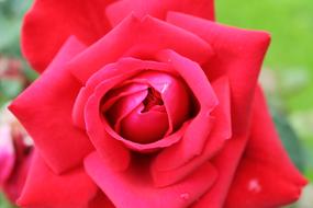 closeup photo of Red Rose Flower bloom