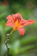 Giverny Monet Lys flower